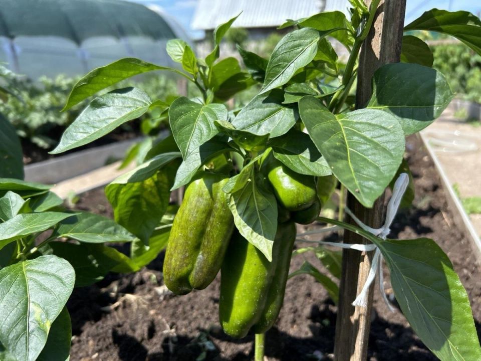 ��� �������� ��������� ������: ������� ����������� ���������