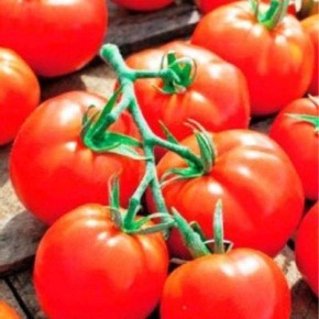 ����� ���� ������: ������� ���� � ���������� ������� ������� ������