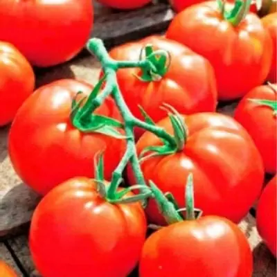 Томат Чудо дерево: высокий куст с устойчивым урожаем круглых плодов