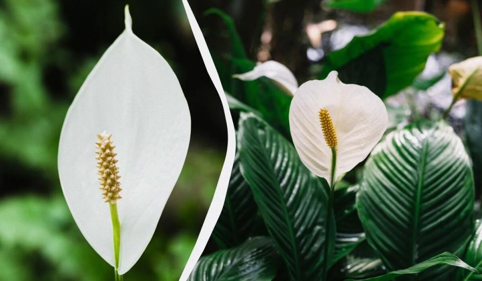 ��� ������� ���, ����� ����������� ������ �������: ������� �� ��������