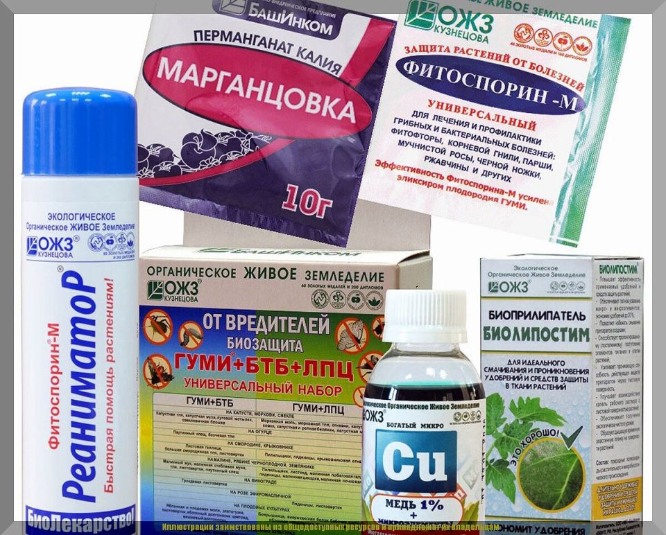 ��� ������ �������� ����� �����: ������ �� ������������� �������������