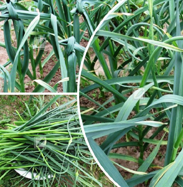 ��� ��������� ��������� �� ��������: ������� ������� � ���� �� ��������