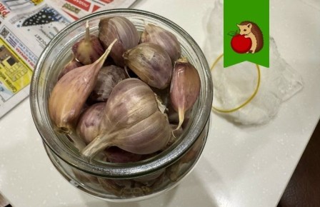 Чеснок пророс при хранении и можно ли его есть