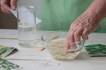 Как правильно подготовить семена перед посевом