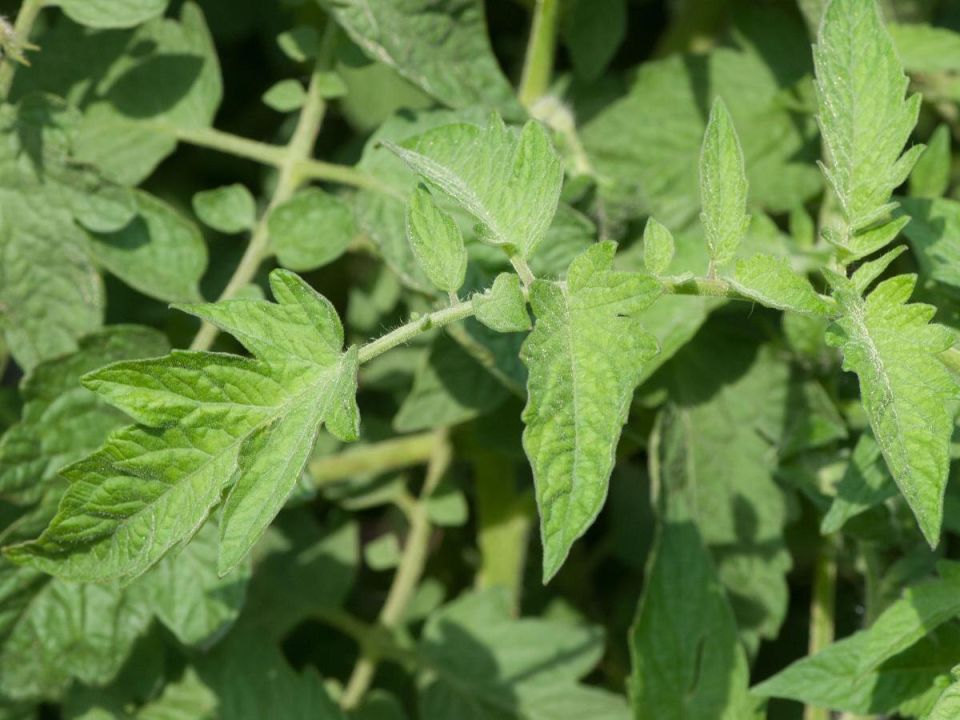 ��� �������������� ������: ������� ����������� ����� �� ����������