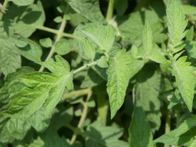 Как оптимизировать урожай: секреты правильного ухода за помидорами