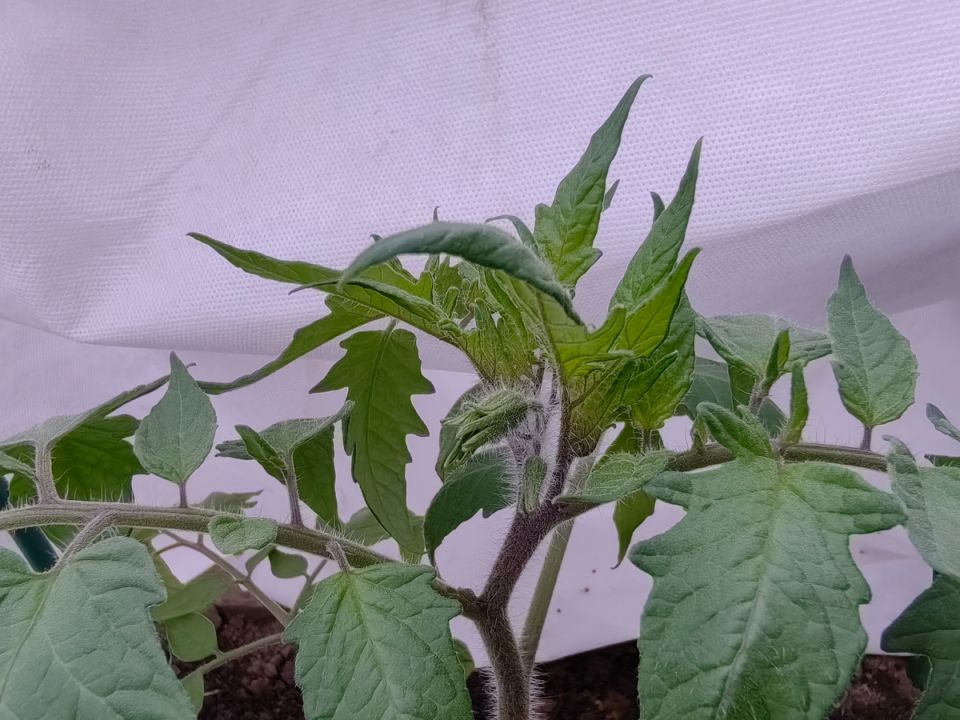 ��� ���������� ������� ���������� ������� � �������� �����: ������ �� �����