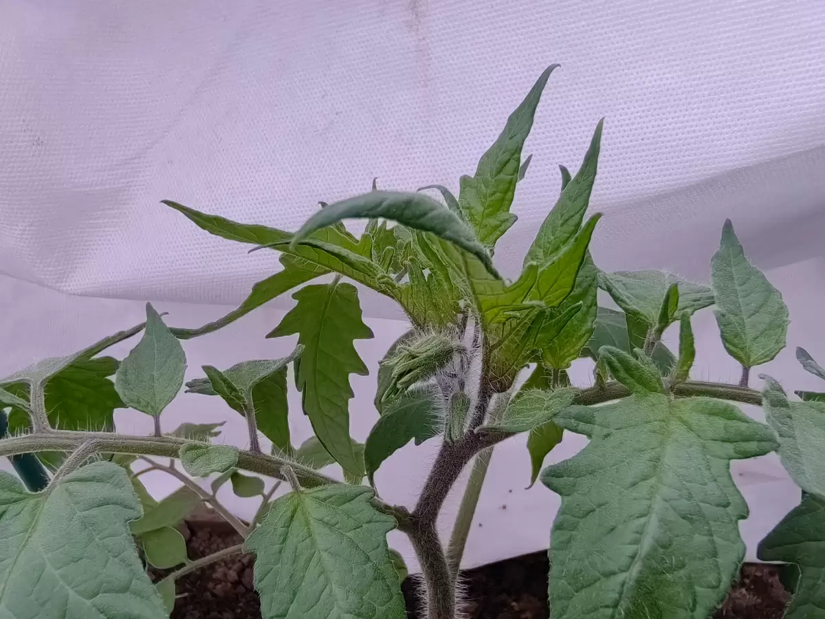 Как обеспечить томатам комфортные условия в холодное время: советы по уходу