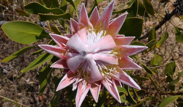 ��� ��������� ������ ����: ������� � ������ ��� ����������