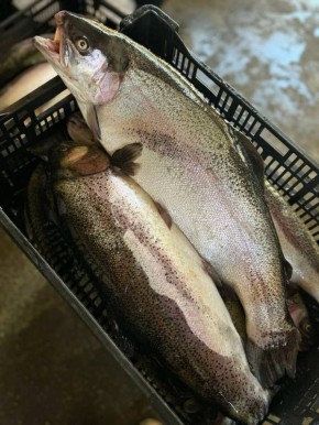 ���������������� ������ �� ������ ������������ �������� � ����� ��� ������ ��������