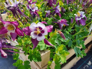 7 ���������� ��� ������ ����: �����, ������� �� ������� ������