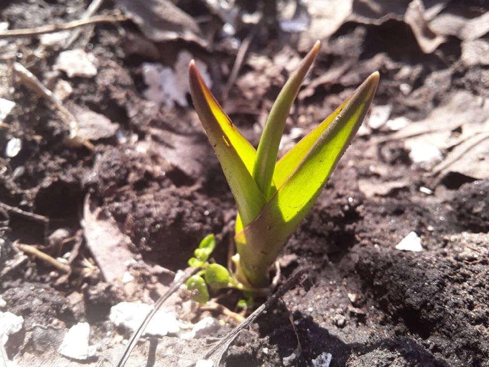 �������� ��������� ����: ��������, ������� ������� ����� ������������