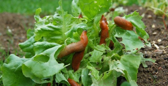 ������ �� �������: ��� ���������� �������� �������� �� ���� ����������