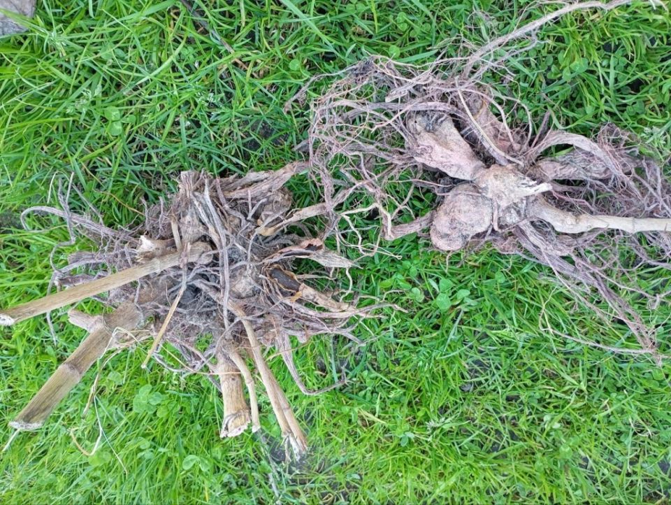 ��� ��������� ������ ��������: ������� ��� ���������� ��������