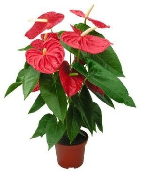 Что делать, если листья антуриума сохнут и покрываются пятнами