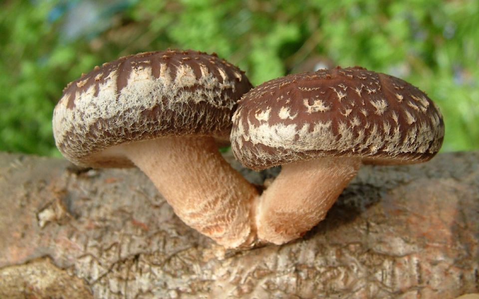 �������: ����, ������� ����� �������� ������� ������� ����