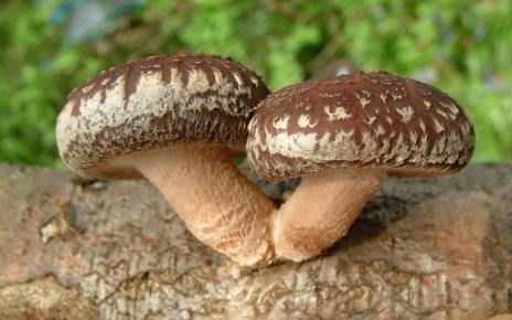 �������: ����, ������� ����� �������� ������� ������� ����