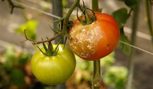 ��� ������ ������ �� ���������: ����������� �������