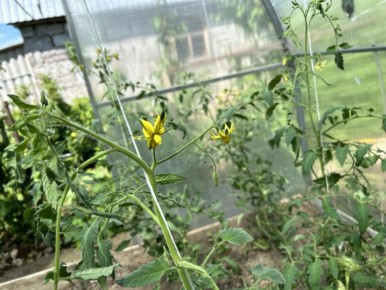 Как не допустить ошибок при пересадке томатов: советы для успешного урожая