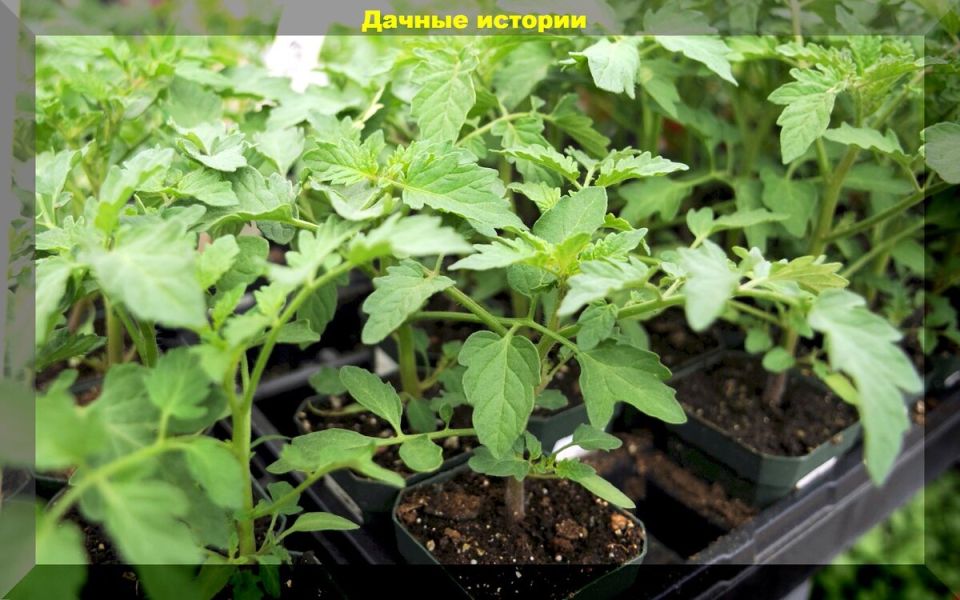 ������ ��������: ��������� ����������� ����� ��� ����� �������