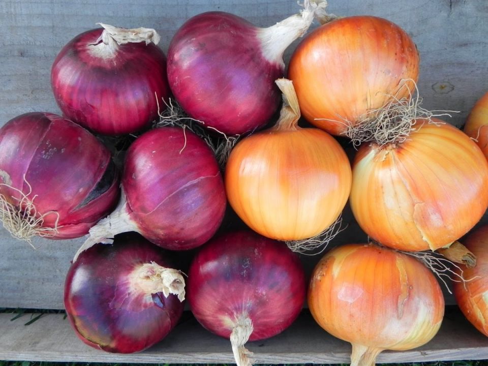 ��� ��� ������� �� ������ ���� �� �����: ������������ ����� �������������