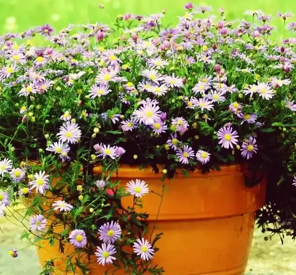 Миниатюрная магия брахикомы: как этот цветок способен преобразить ваш сад