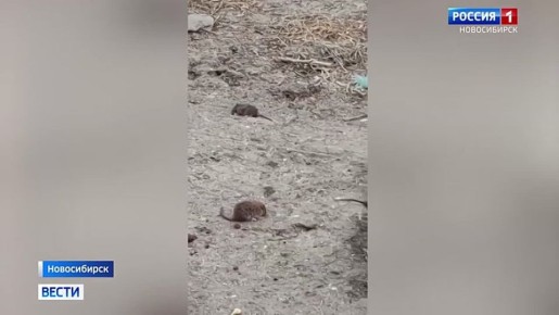Хвостатые наступают. За 2025 год и начало 2026 года в Роспотребнадзор поступило больше сотни жалоб на появление больших колоний крыс в черте Новосибирска