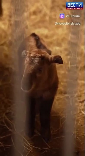 Долгожданное пополнение. Отличные новости из Новосибирского зоопарка! 24 марта у пары золотистых такинов появился детёныш — крепкий мальчик весом 10 килограммов! Золотистые такины — большая редкость: наша пара единственная в...