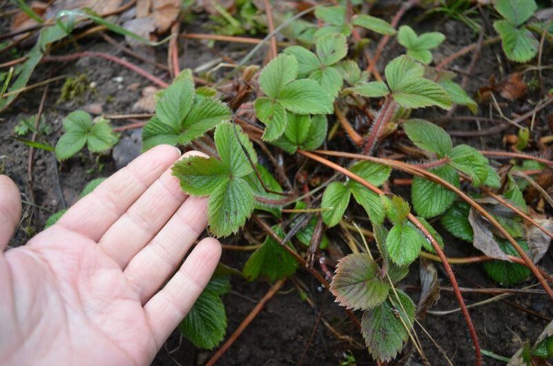 ��� �������� ��������: �������� ������� � ��������� ������