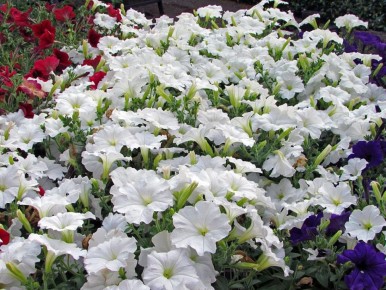 ��� ������ ����� �������� ���� ����� ������: ������� ��� ���������