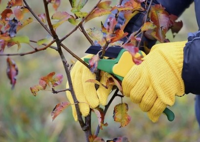 Преобразите свой сад: идеальная подготовка к осенним посадкам