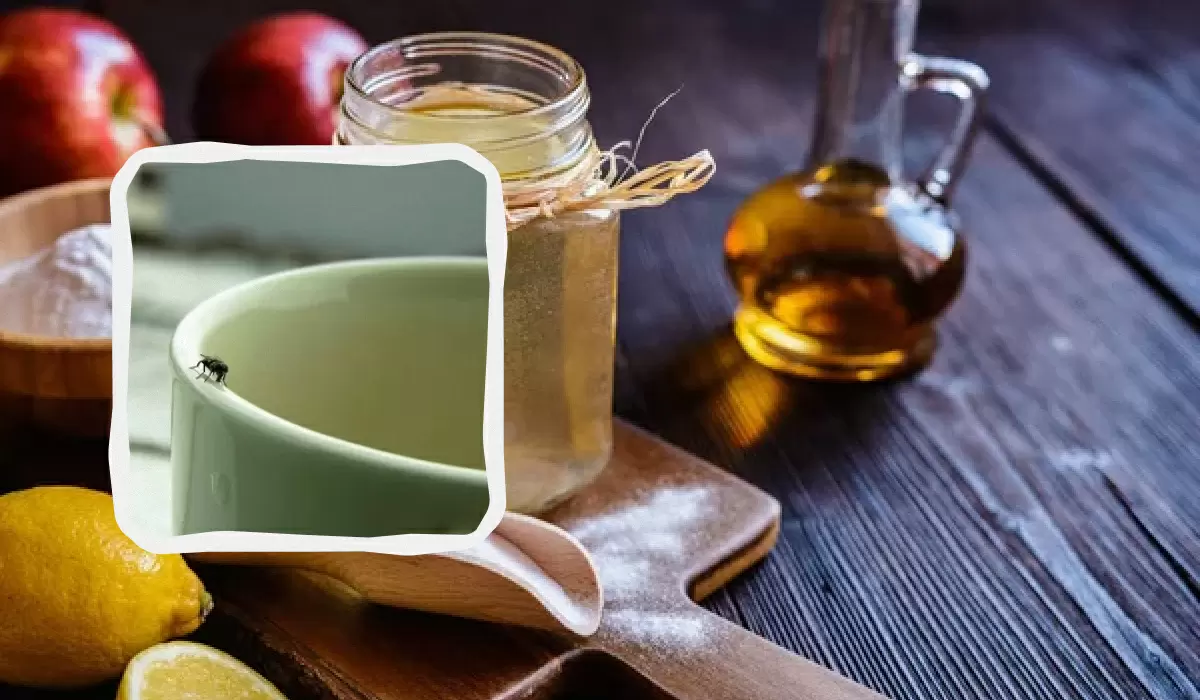 Эффективные методы борьбы с мошками на кухне: простые и доступные решения