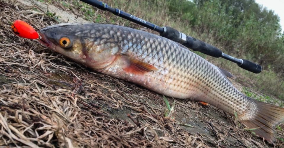 �������� � ����: ��� ������� ���� ����������� �������� ���������