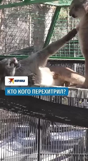 Типичное утро в Новосибирском зоопарке в стиле «семейная драма»