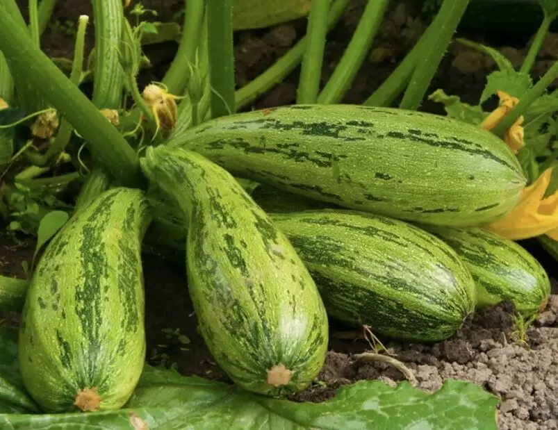 Кабачки и тыквы: как правильно подкармливать в июле