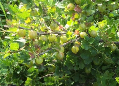 Как осенью подкормить крыжовник для сладких и сочных ягод