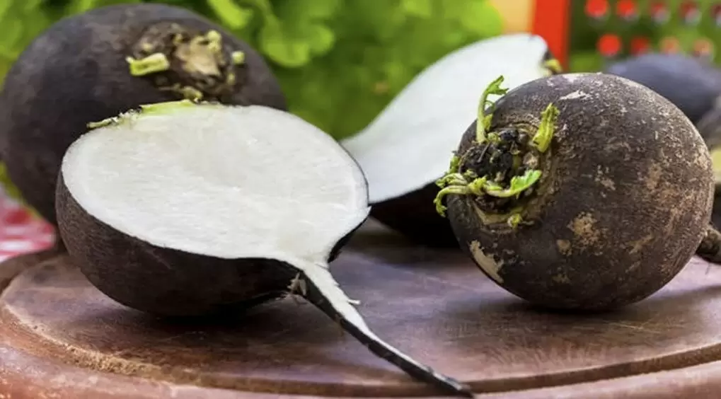 Советы по сбору и хранению черной зимней редьки: как сохранить вкус до весны