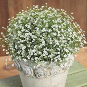 ���������: ��������� ������ ��� ������ ���������