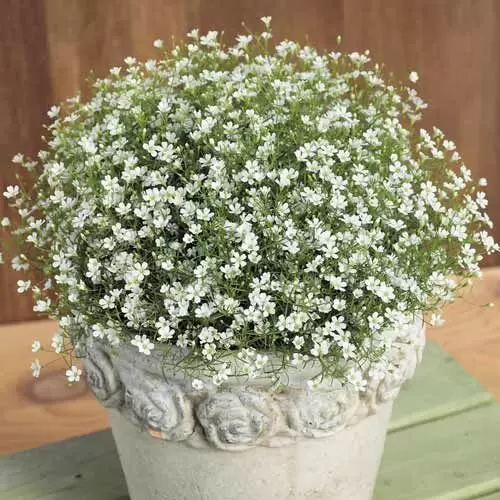 Гипсофила: идеальный акцент для вашего интерьера