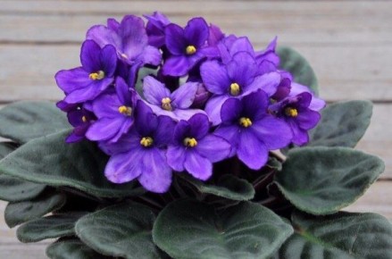 ������ ���� ������ �� ������: �������� ��������