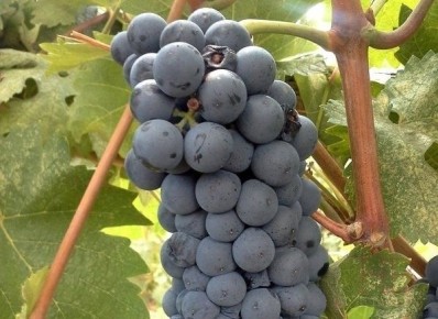 �������� ������: ����� ����� � ��������, ������������� ������ ���������