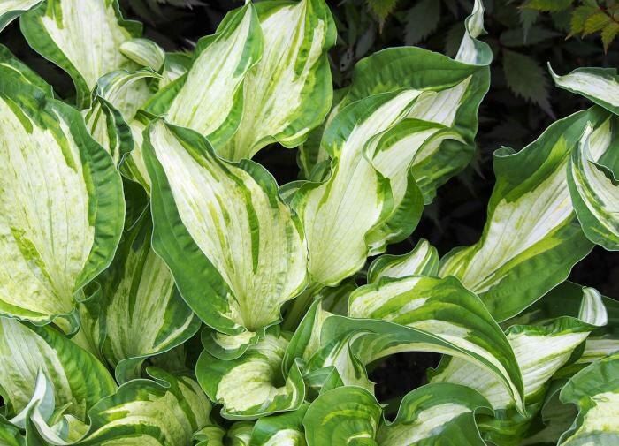 ��� ��������� �����: ������ ��� ��������� ��������