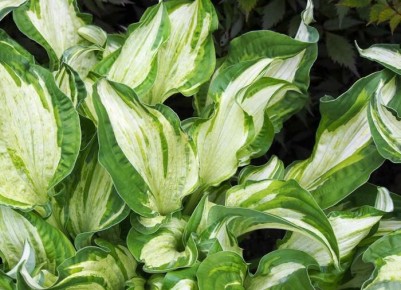 Как вырастить хосты: советы для успешного садовода