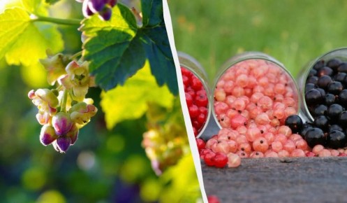 ��� ������ � ���� ����� ��������� ������ ��������� � ��� ����