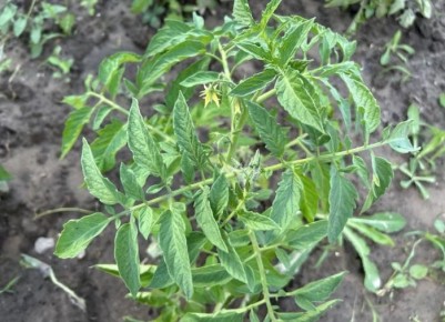 ����� ����� ������� ������� � �������� ����?