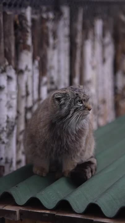 ������ � ����� - ����� �������