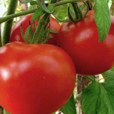 ����� ���: ������� ����������� � ����������� �����