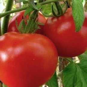 ����� ���: ������� ����������� � ����������� �����