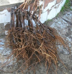 �������� �� ����: ��� ������� ���� ������� ��������� �������������