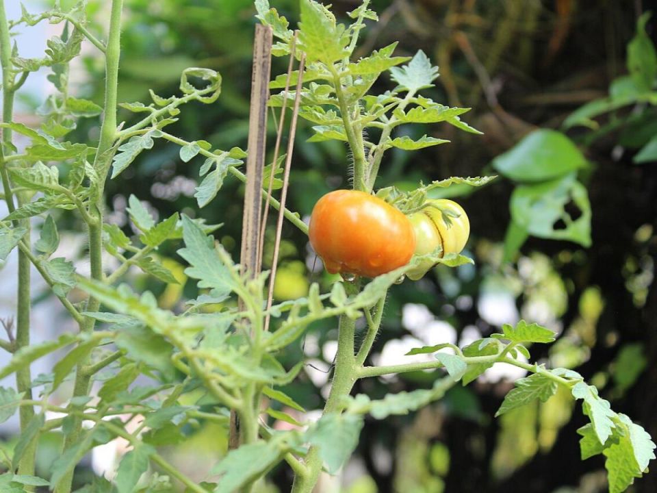 ���������� ������� ������������� ����� �������: �� ��������� �� ������ ��������